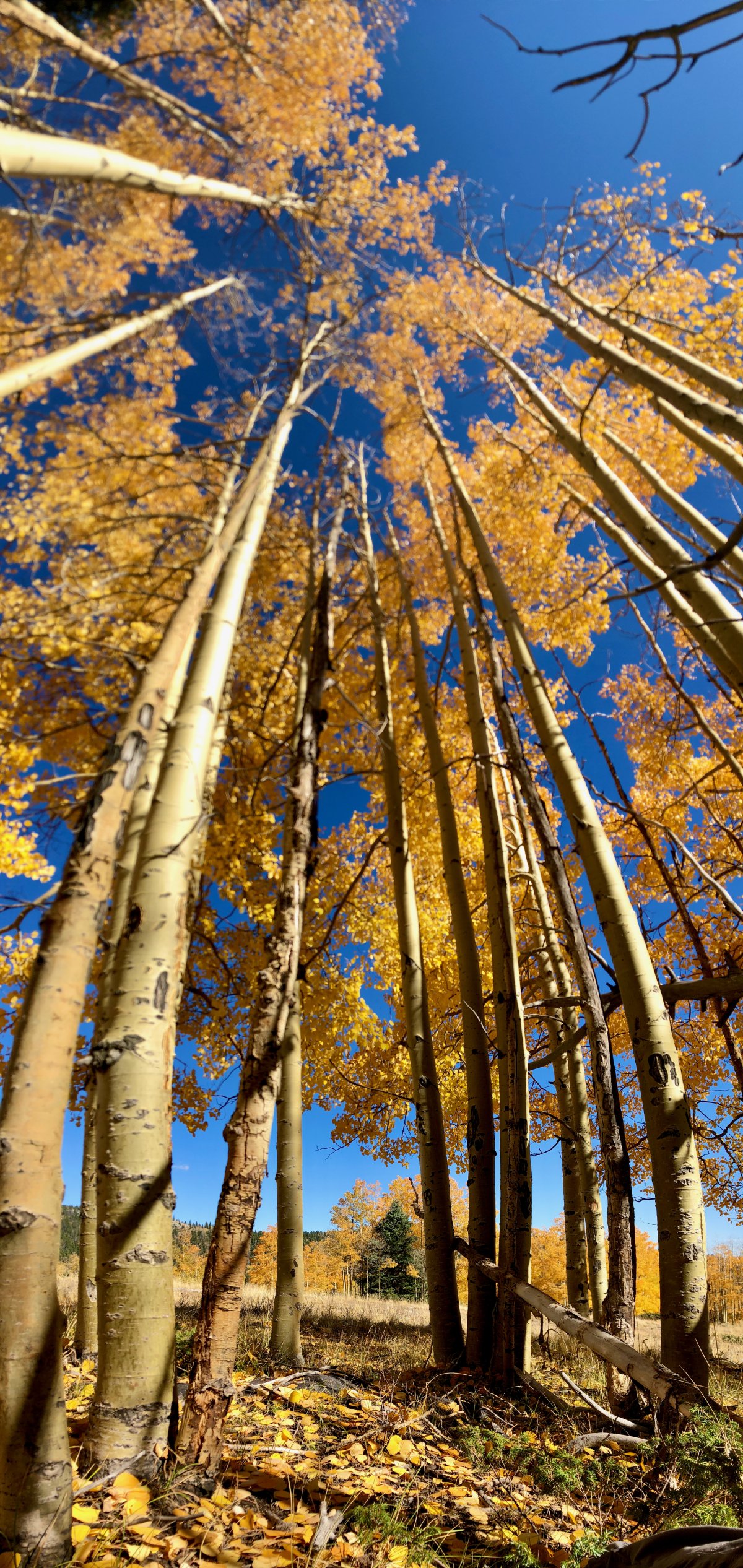 Aspen Tower Autumn Panorama Aspen Tower Autumn Panorama