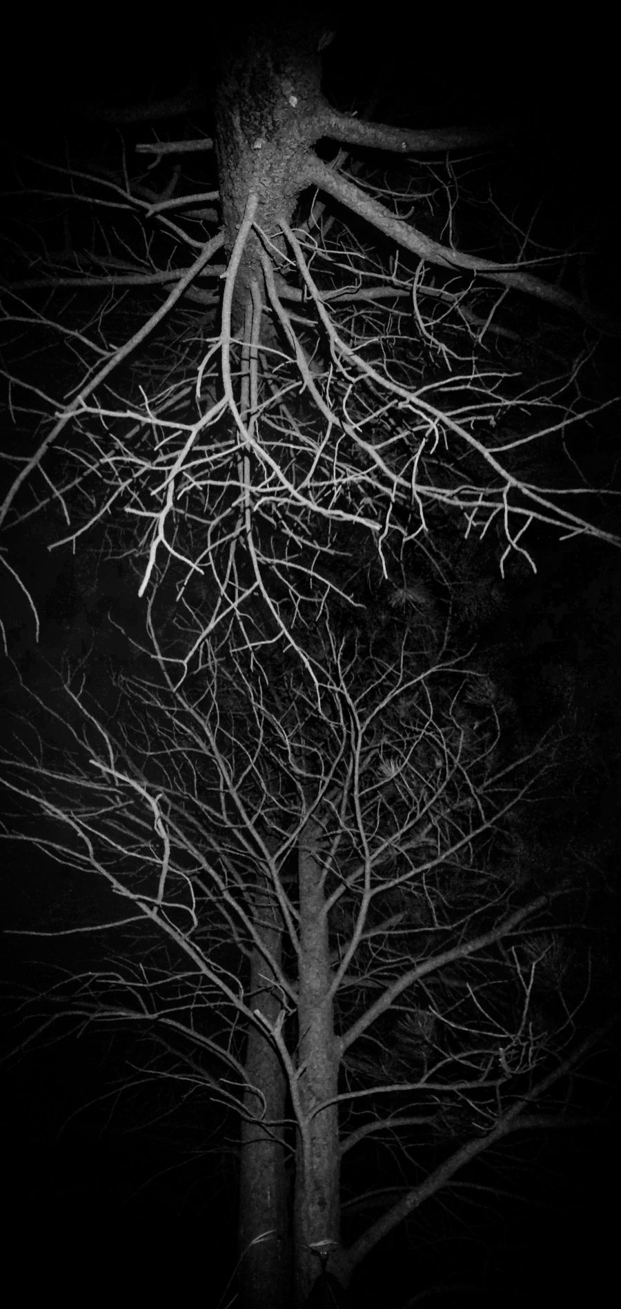 Vertical Tree Panorama Vertical Tree Panorama